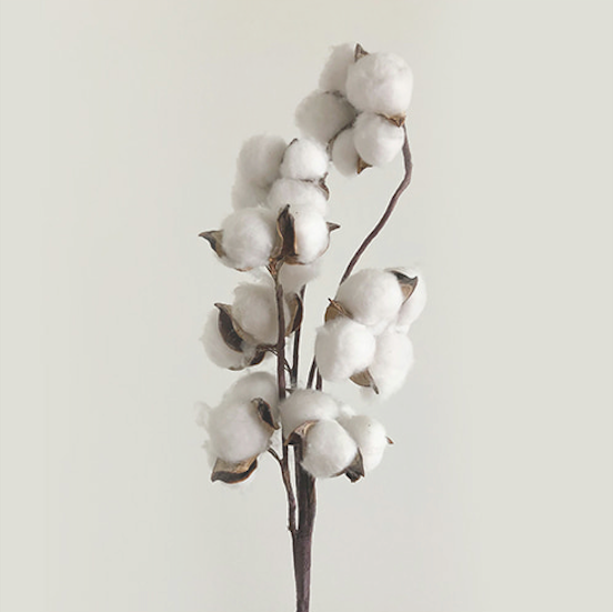Organic cotton fabric