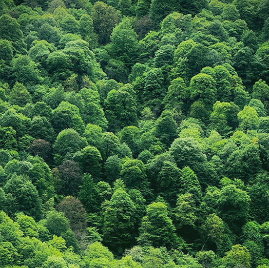 Environmental responsibility